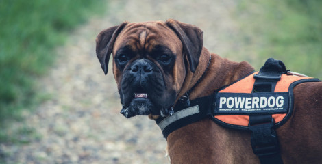Do you need a service animal policy?